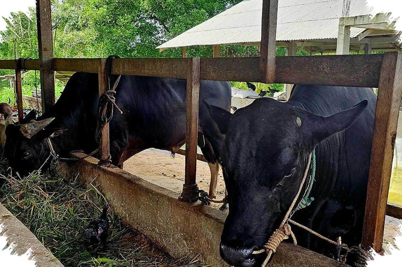 Teddy Borong 35 Sapi Kurban dari Boyolali, Peternak Kecil Langsung Ketiban Rezeki