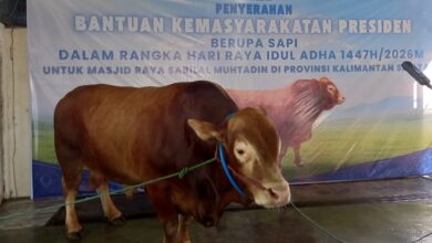 Kalsel Siapkan 23 Ribu Ekor Qurban, Pengawasan Ketat Demi Daging Aman