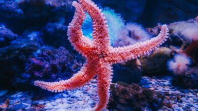 5 Hewan Laut dengan Kemampuan Nyaris Mustahil, Dari Listrik Hingga Awet Muda