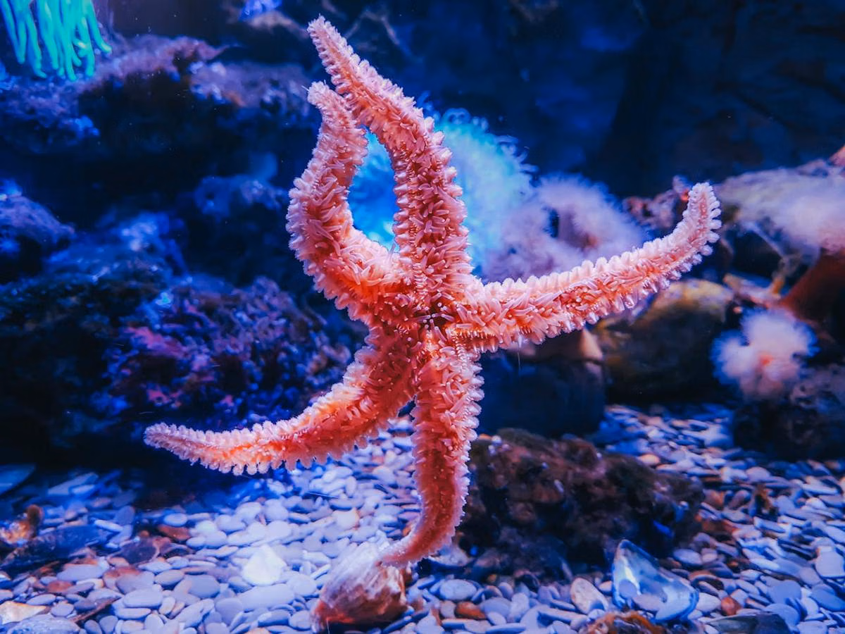 5 Hewan Laut dengan Kemampuan Nyaris Mustahil, Dari Listrik Hingga Awet Muda