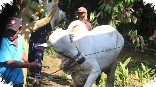 Boleh Makan Daging Kurban Sendiri, Tapi Ada Batas yang Sering Terlewat