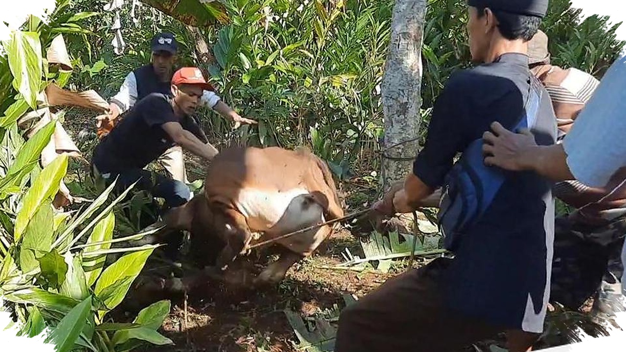 Kurban Jadi Momen Lari Paling Panjang di Jabar, Sapi Kabur 4 Kilometer hingga Nyasar ke Hutan