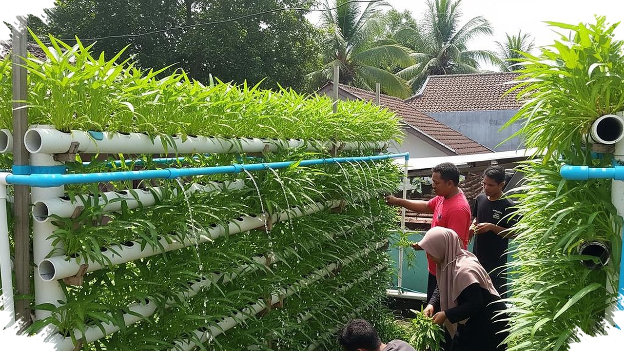 8 Desain Kebun Kangkung Vertikal, Rumah Sempit Tetap Hijau dan Cepat Panen