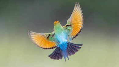Burung Rainbow Bee-Eater Australia, Cantiknya Menipu Saat Menyambar Lebah Di Udara