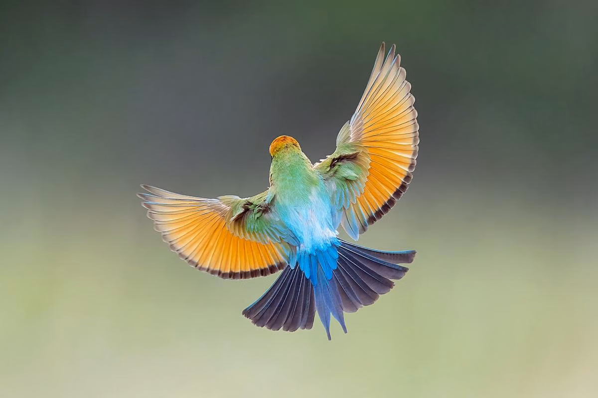 Burung Rainbow Bee-Eater Australia, Cantiknya Menipu Saat Menyambar Lebah Di Udara