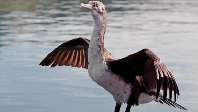 Spotted Shag, Burung Selandia Baru yang Menelan Kerikil Demi Bisa Menyelam
