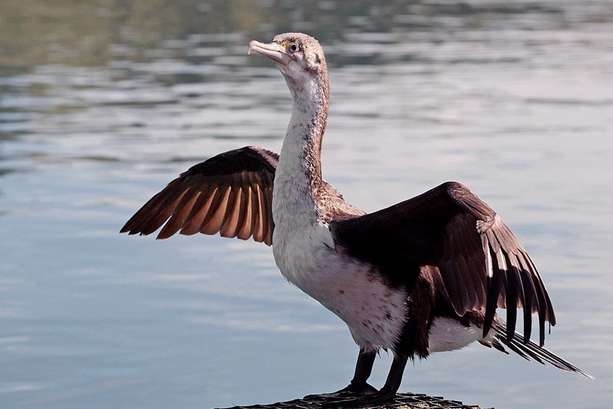 Spotted Shag, Burung Selandia Baru yang Menelan Kerikil Demi Bisa Menyelam