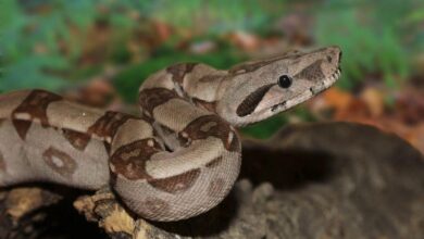 Jika Semua Ular Hilang, Tikus Meledak Dan Harga Pangan Bisa Ikut Naik
