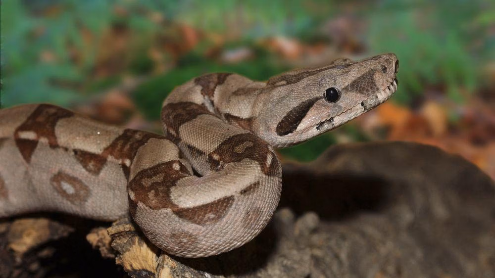 Jika Semua Ular Hilang, Tikus Meledak Dan Harga Pangan Bisa Ikut Naik