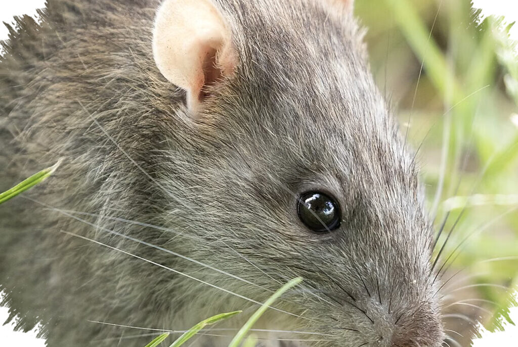 5 Tikus Pembawa Hantavirus Yang Masih Berkeliaran Dekat Kita, Termasuk Di Indonesia