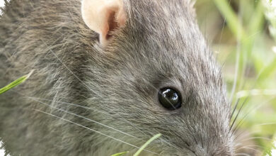 5 Tikus Pembawa Hantavirus Yang Masih Berkeliaran Dekat Kita, Termasuk Di Indonesia