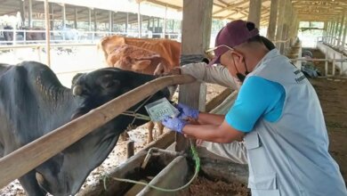 Dari Lampung Tembus Jakarta Hingga Jabar, Penjualan Kurban Sapi dan Domba Melonjak Tajam