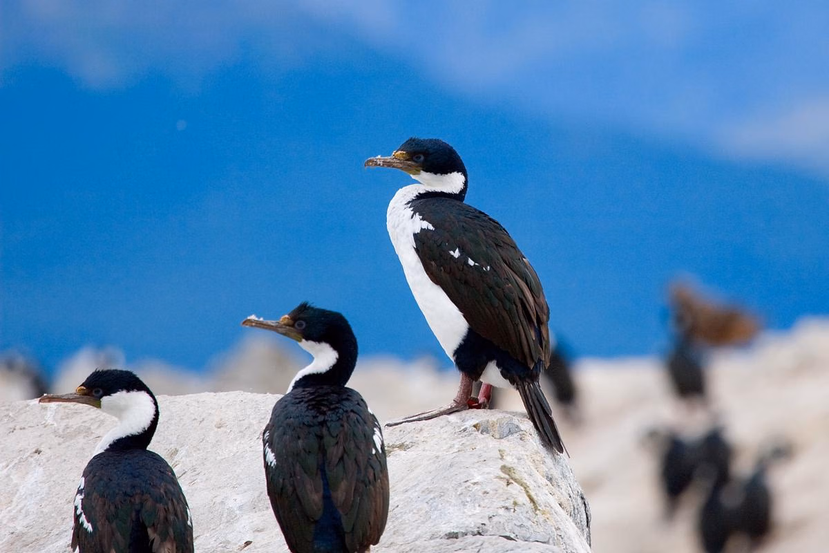Imperial Shag, Burung Laut Beku yang Menyelam Dalam dan Membangun Sarang dari Kotoran