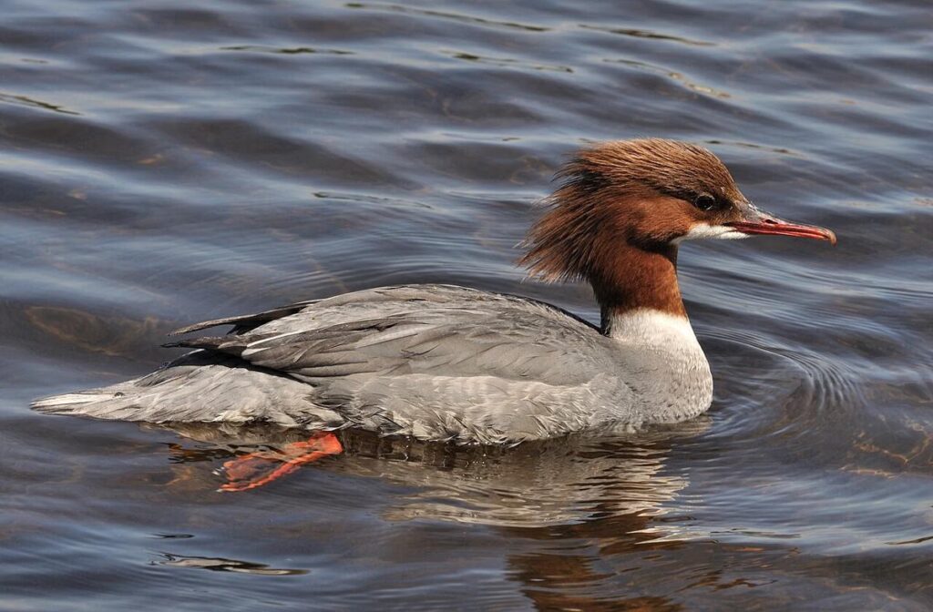 Merganser Besar, Bebek Penyelam Berparuh Bergerigi yang Tak Kebal Ancaman Lingkungan