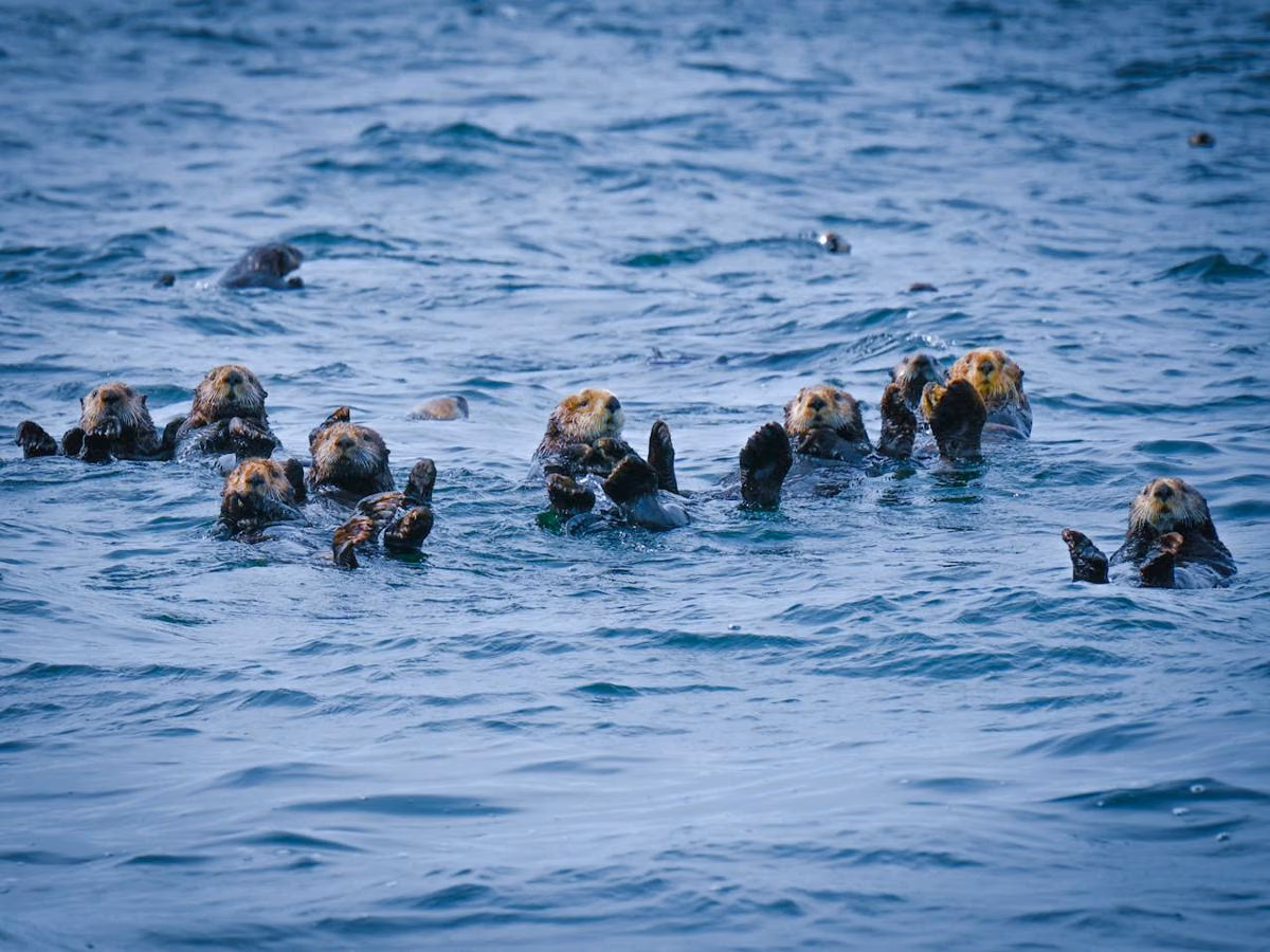 Jika Berang-Berang Laut Punah di Alaska, Hutan Kelp Bisa Runtuh dan Pantai Terancam