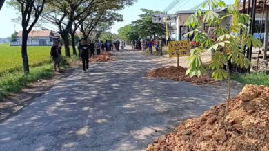 Warga Blora Tanam Pohon Pisang di Jalan Rusak, Sindiran Keras untuk Gubernur Jateng