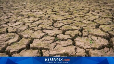 11 Wilayah Jateng Masuk Kemarau Awal Juni 2026, Dari Purbalingga Hingga Kebumen Jadi Siaga