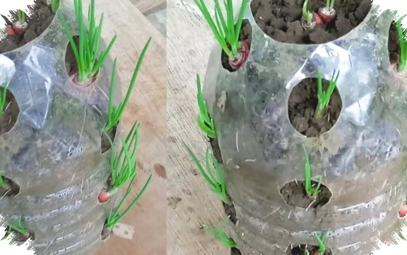 Bawang Merah Bisa Ditanam di Botol Bekas, Panennya Cuma Sekitar 1,5 Bulan