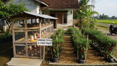 Lahan Sempit Jadi Berdaya Ganda, 8 Cara Gabungkan Puyuh dan Cabai Rawit di Rumah