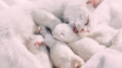 Kucing Melahirkan Bisa Berjam-Jam, Ini Durasi Tiap Tahap yang Sering Bikin Cemas