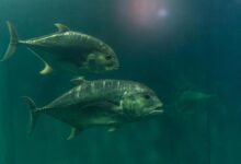 Protein Antibeku Jadi Kunci, Begini Ikan Antartika Tetap Hidup Di Laut Beku
