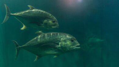 Protein Antibeku Jadi Kunci, Begini Ikan Antartika Tetap Hidup Di Laut Beku