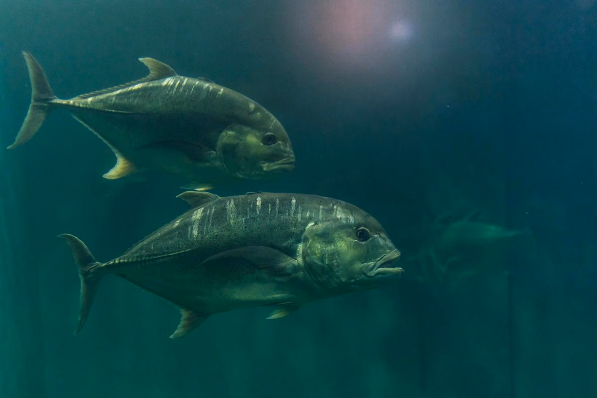 Protein Antibeku Jadi Kunci, Begini Ikan Antartika Tetap Hidup Di Laut Beku