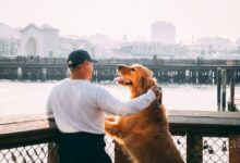 9 Hal yang Sering Diremehkan Sebelum Adopsi Anjing, Siapkah Anda Bertahan 15 Tahun?