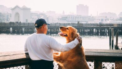 9 Hal yang Sering Diremehkan Sebelum Adopsi Anjing, Siapkah Anda Bertahan 15 Tahun?
