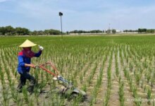 Jawa Timur Besok Cerah, Pasuruan Bisa Tembus 34°C dan Kabut Masih Mengintai