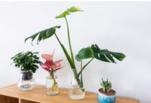 7 Tanaman Hidroponik Vas Minimalis yang Membuat Rumah Terlihat Modern Tanpa Repot