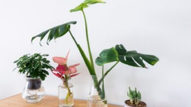 7 Tanaman Hidroponik Vas Minimalis yang Membuat Rumah Terlihat Modern Tanpa Repot