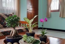 8 Tanaman Hias Mini untuk Meja Tamu, Ruang Tamu Sempit Tetap Terasa Hidup