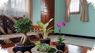 8 Tanaman Hias Mini untuk Meja Tamu, Ruang Tamu Sempit Tetap Terasa Hidup