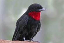 Tenggorokan Ungu Yang Mencolok, Burung Ini Ternyata Penyebar Biji Penting di Hutan Hujan