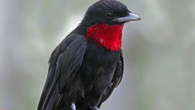 Tenggorokan Ungu Yang Mencolok, Burung Ini Ternyata Penyebar Biji Penting di Hutan Hujan