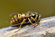 Apis Dorsata Kian Terdesak, Yang Hilang Bukan Cuma Madu Tapi Nafkah Warga