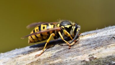 Apis Dorsata Kian Terdesak, Yang Hilang Bukan Cuma Madu Tapi Nafkah Warga