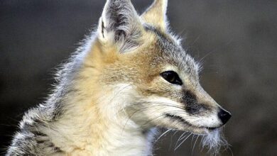 Rubah Cepat Seukuran Kucing, Pelari 50 Km/Jam Yang Ternyata Menguasai Padang Rumput