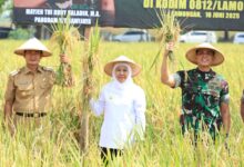 Jatim Tembus 7,71 Juta Ton GKG, Dominasi Padi Nasional Makin Sulit Dikejar