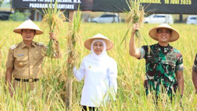 Jatim Tembus 7,71 Juta Ton GKG, Dominasi Padi Nasional Makin Sulit Dikejar