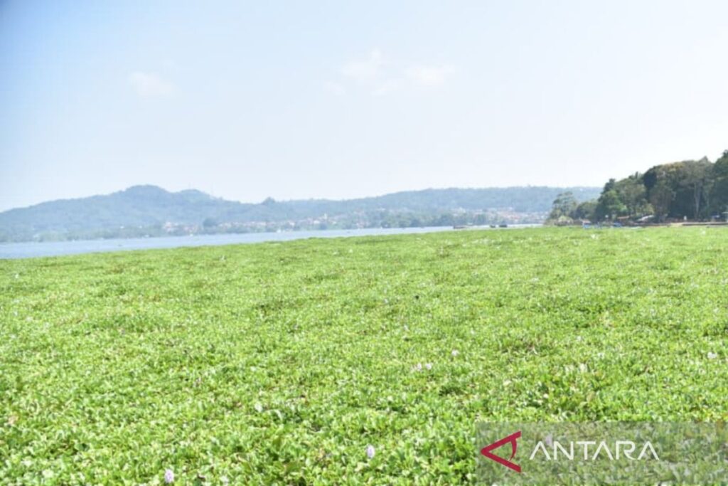 Waduk Darma Kian Tertutup Eceng Gondok, Kuningan Bergerak Cepat Bersama Warga