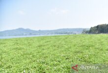 Waduk Darma Kian Tertutup Eceng Gondok, Kuningan Bergerak Cepat Bersama Warga