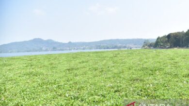 Waduk Darma Kian Tertutup Eceng Gondok, Kuningan Bergerak Cepat Bersama Warga