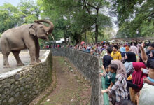 Insiden Ragunan Mengingatkan, Cara Mengawasi Anak di Kebun Binatang Agar Tetap Aman