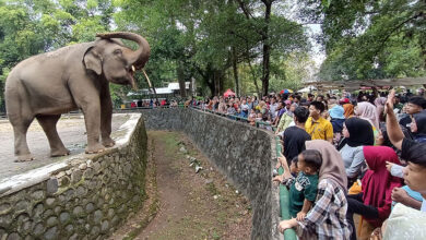 Insiden Ragunan Mengingatkan, Cara Mengawasi Anak di Kebun Binatang Agar Tetap Aman
