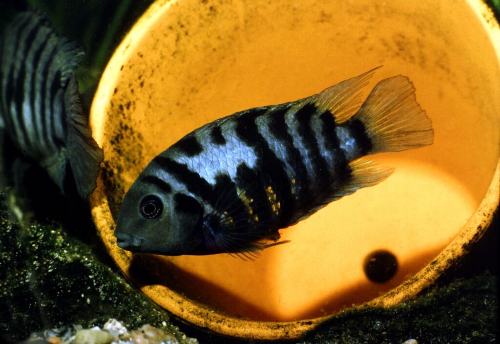 4 Ikan Hias Cantik Ini Bisa Jadi Bencana Jika Dicampur Sembarangan di Akuarium