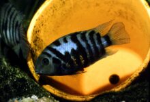 4 Ikan Hias Cantik Ini Bisa Jadi Bencana Jika Dicampur Sembarangan di Akuarium