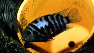 4 Ikan Hias Cantik Ini Bisa Jadi Bencana Jika Dicampur Sembarangan di Akuarium