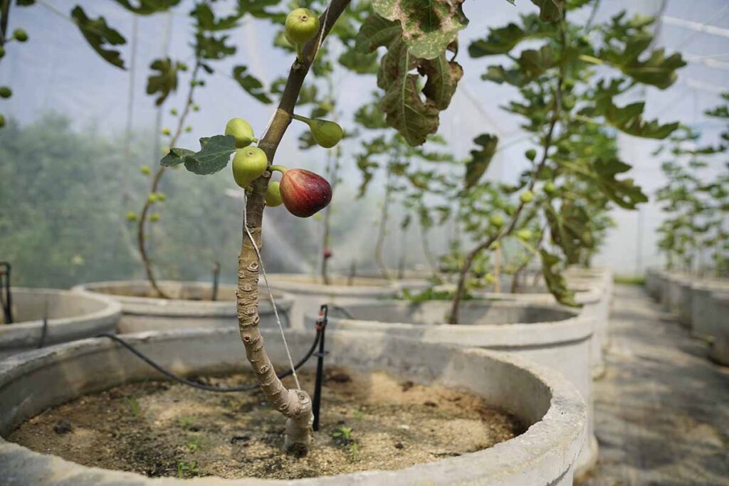 Halaman Full Cor Bukan Akhir, 10 Pohon Buah Ini Tetap Subur dan Cepat Berbuah